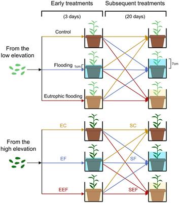 Nutrient Inputs Alleviate Negative Effects of Early and Subsequent Flooding on Growth of Polygonum hydropiper With the Aid of Adventitious Roots